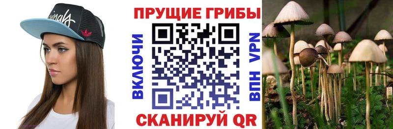 дарнет шоп  Железногорск  Псилоцибиновые грибы Psilocybe 